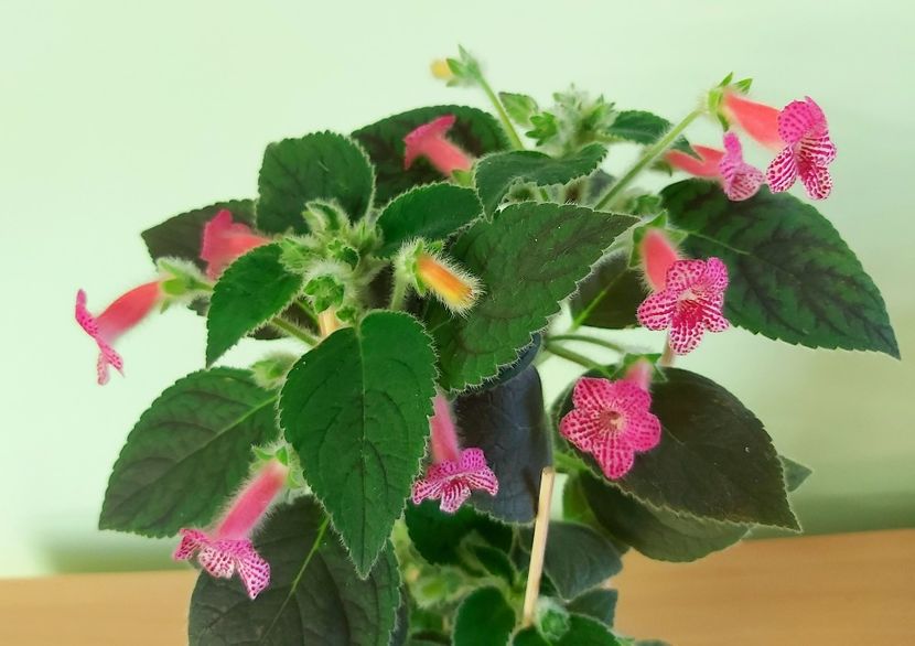 Flori Peridot.s Spots & Dots - 1 - Disponibile plante de vanzare 2021