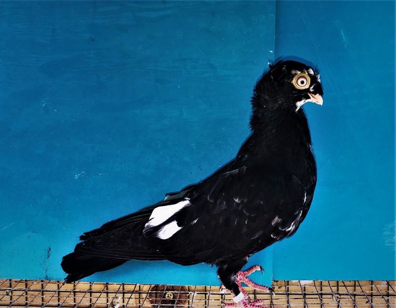 12458  mascul  2021_1 - pui 2021 BM