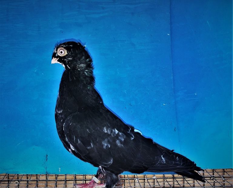 12458  mascul  2021_2 - pui 2021 BM