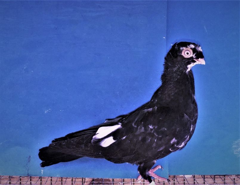 12458  mascul  2021_3 - pui 2021 BM