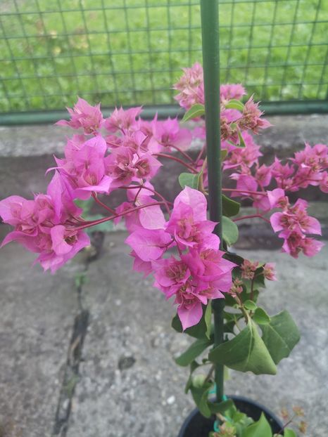  - Bougainvillea