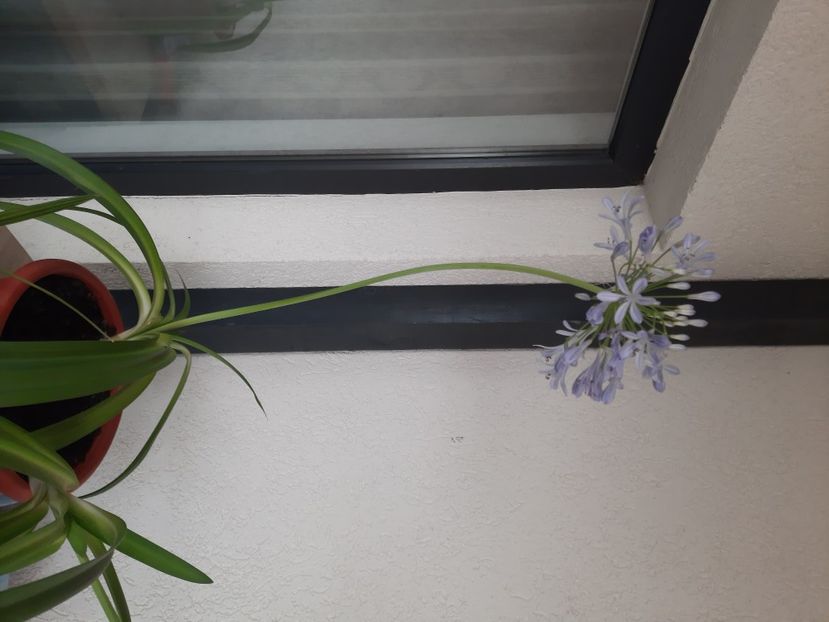  - florile mele dragi