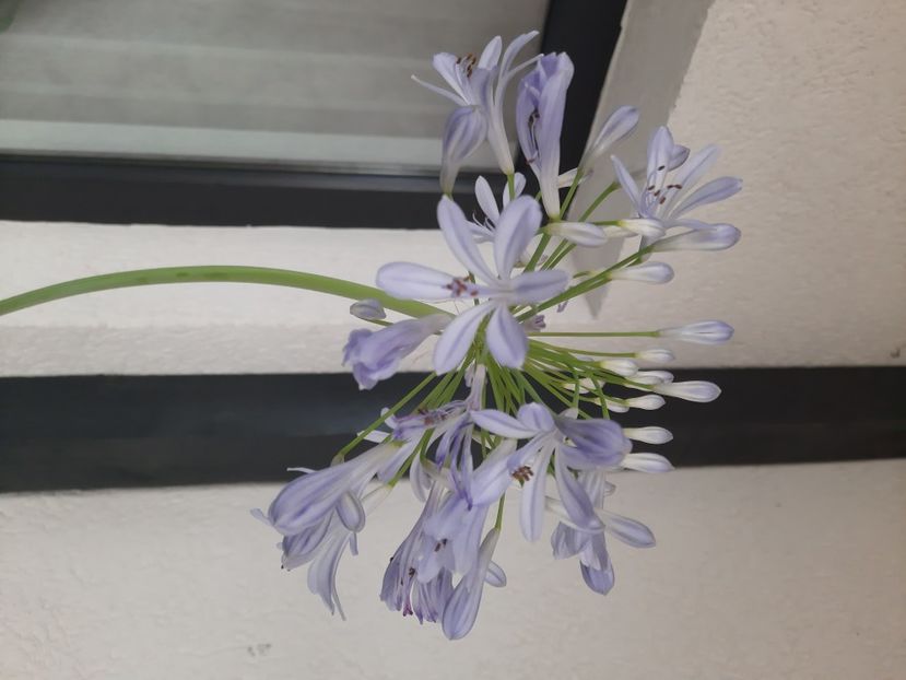  - florile mele dragi