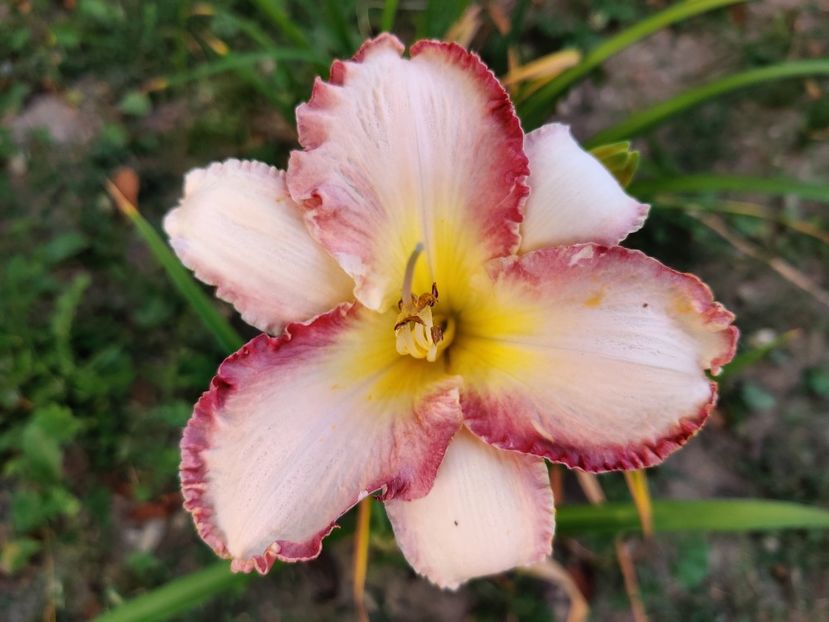 She's got the look - Hemerocallisi 1