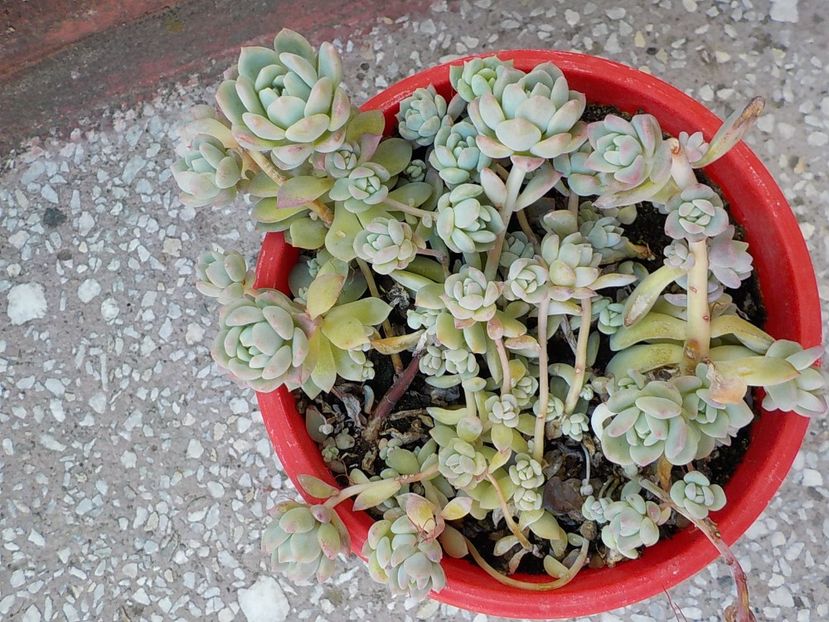  - echeveria prolifera 2019