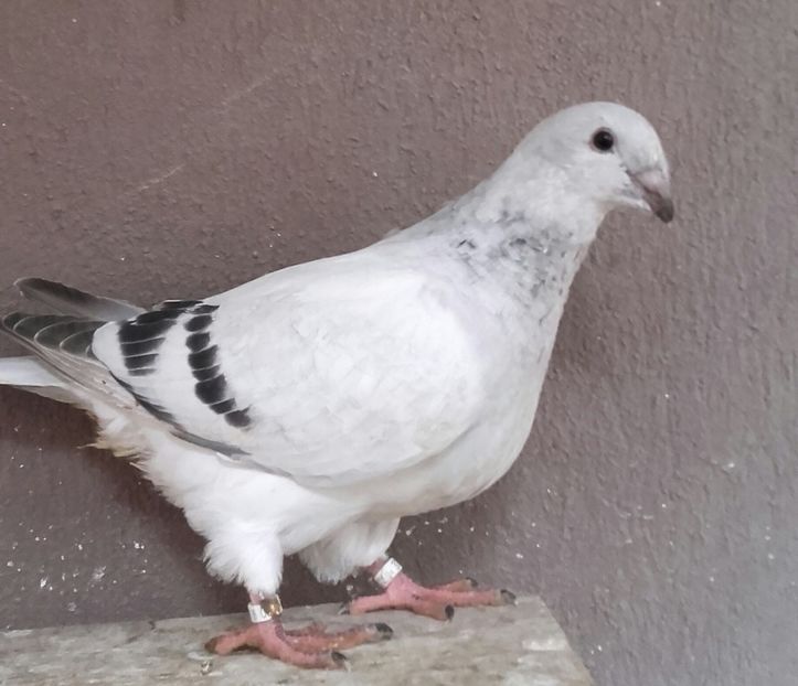 20210613_125712-1 - Pui 2025