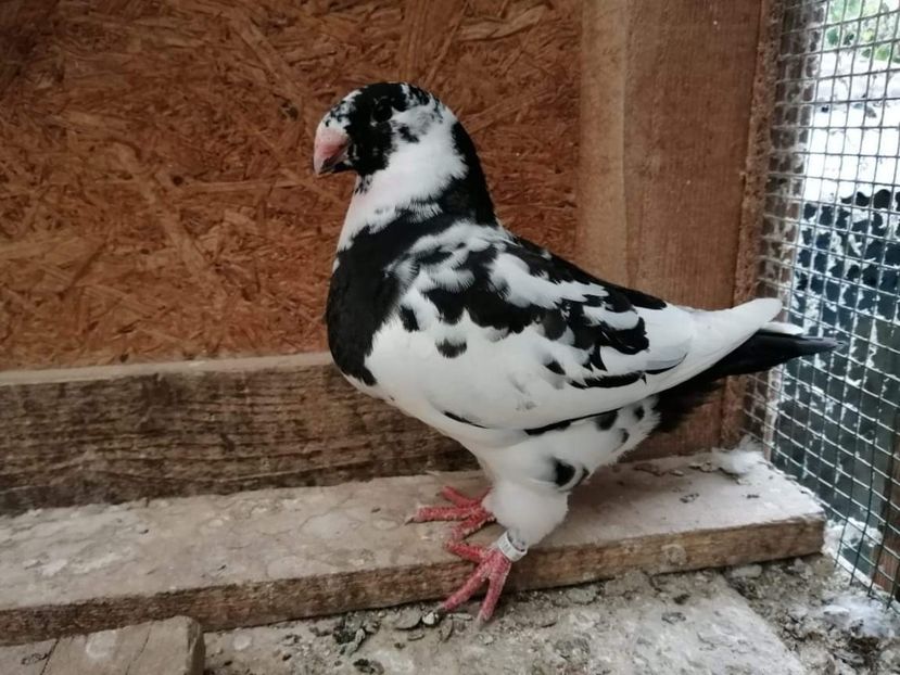 Masc 2021 - Tineret AGH 2021