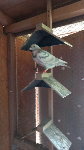 IMG-20210530-WA0013 - xxx Pigeons
