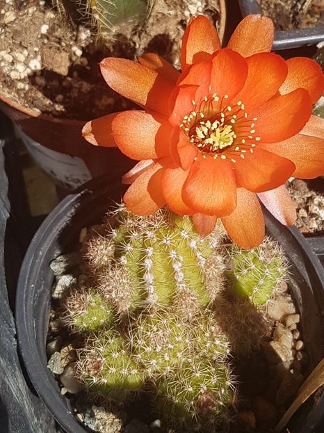 Echinopsis hybrid - Echinopsis