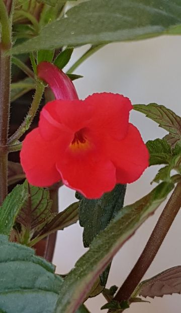 Orange delight - Achimenes 2021