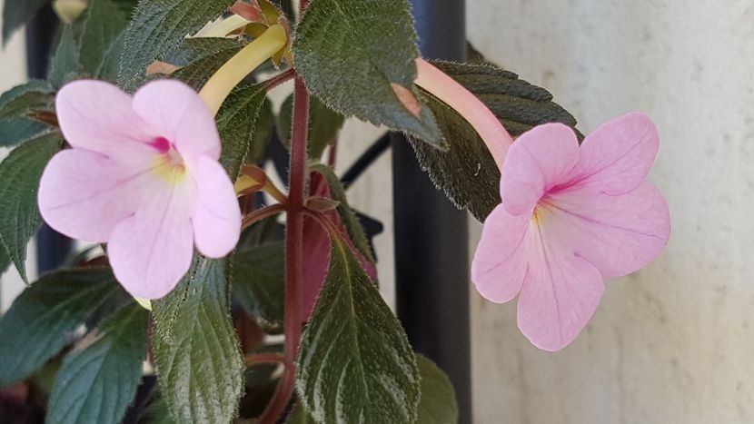 Peach Blossom - Achimenes 2021