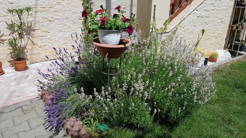 Lavanda roz si mov - Iunie 2021