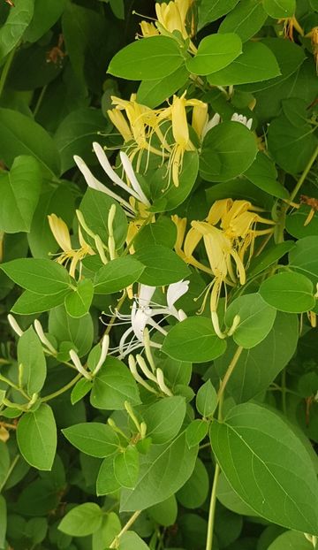 A inflorit si lonicera - Iunie 2021