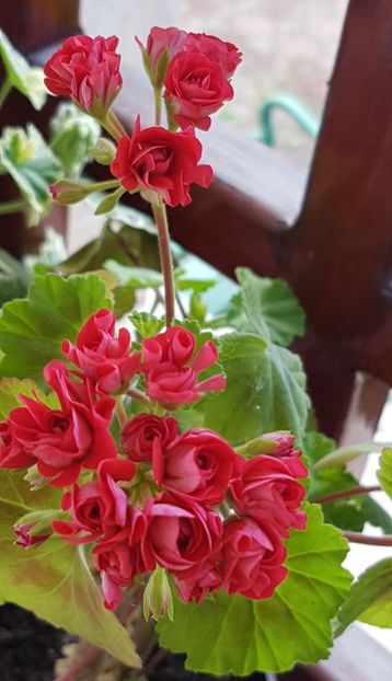 Trandafiras rosu Noid - Muscate de colectie 2021