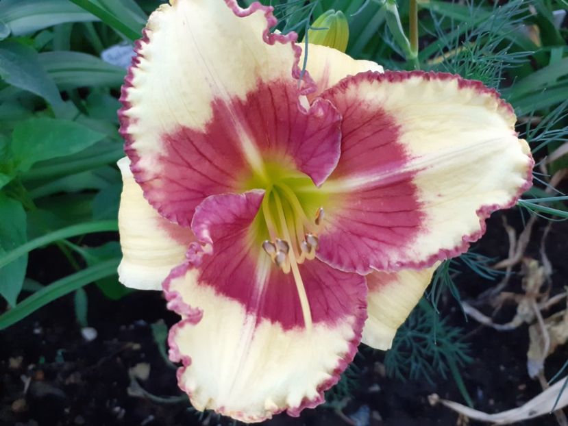 Midsummer Eyes - Hemerocallis 2021