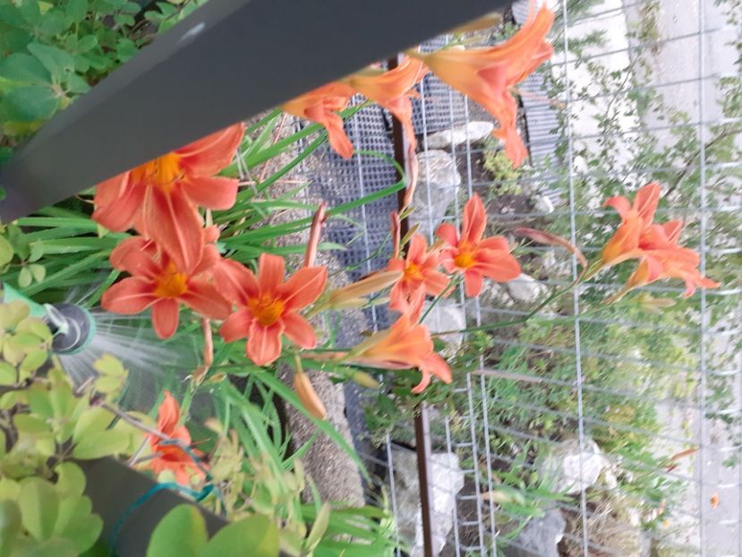  - Hemerocallis 2021