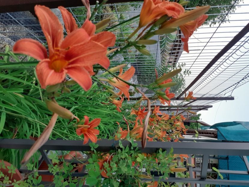  - Hemerocallis 2021