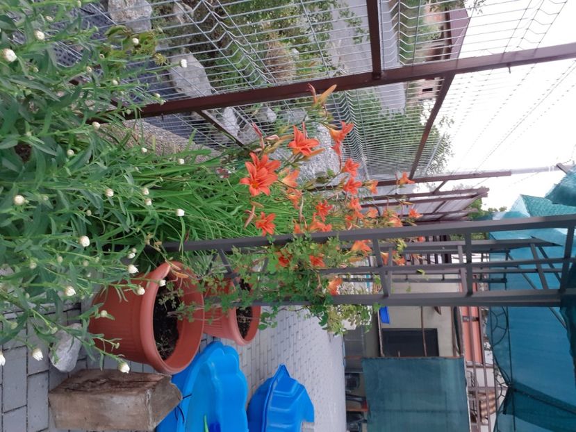  - Hemerocallis 2021