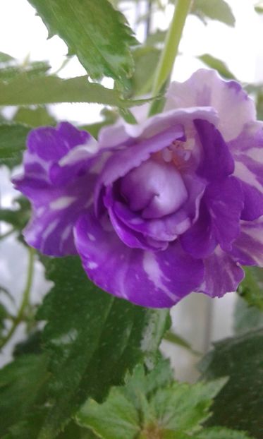 20210629_080714-2 - colectia mea de achimenes 2021