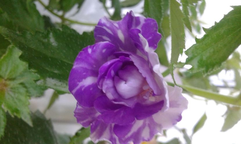 20210629_080710-3 - colectia mea de achimenes 2021