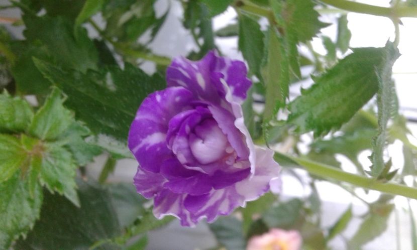 20210629_080545-8 - colectia mea de achimenes 2021