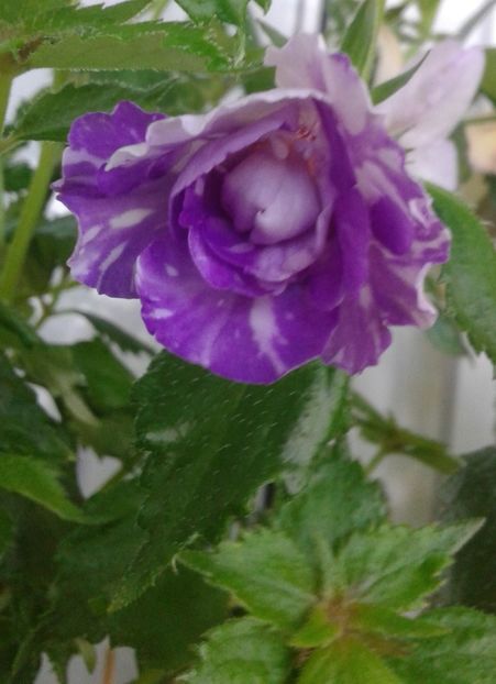 20210629_080536-9 - colectia mea de achimenes 2021