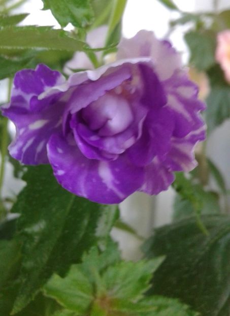 20210629_080720-1 - colectia mea de achimenes 2021