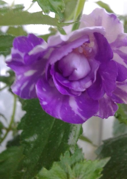 20210629_080714-2 - colectia mea de achimenes 2021