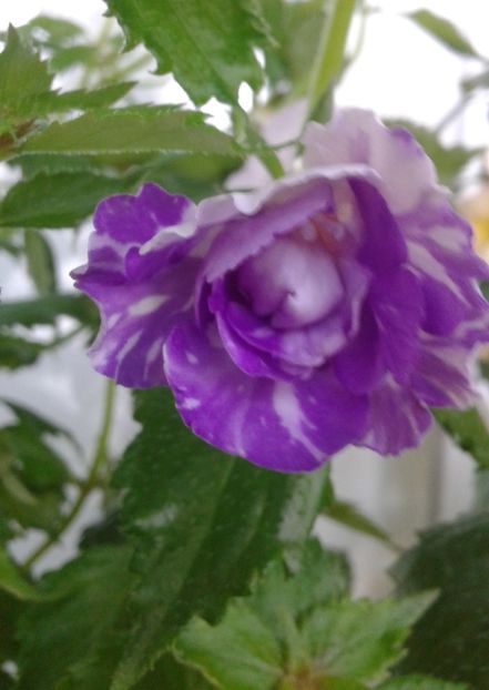 20210629_080704-4 - colectia mea de achimenes 2021