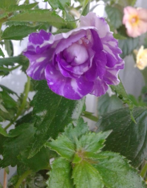 20210629_080552-7 - colectia mea de achimenes 2021