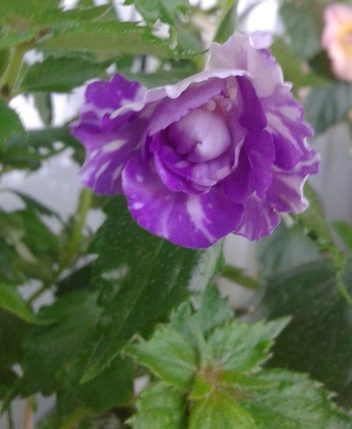 20210629_080545-8 - colectia mea de achimenes 2021