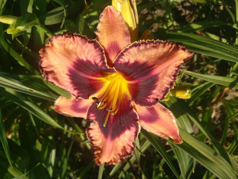  - HEMEROCALISI DE VÂNZARE ÎN 2021