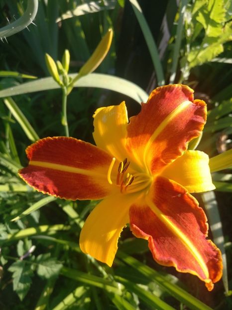  - HEMEROCALISI DE VÂNZARE ÎN 2021