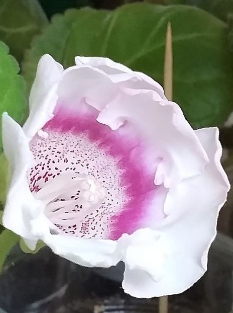 S - 15 - Gloxinii 2021