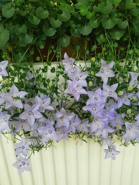  - Campanula