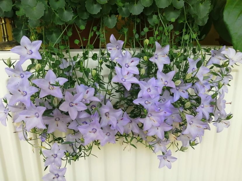  - Campanula