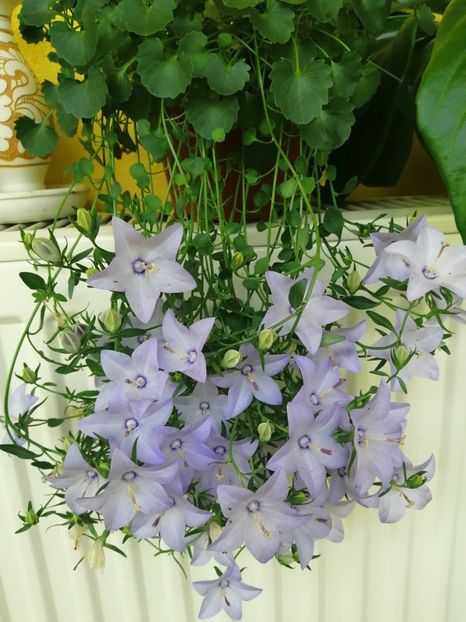  - Campanula