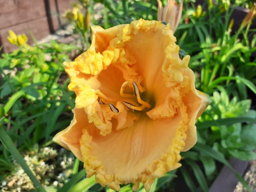 Ialatsara - Hemerocallis 2021