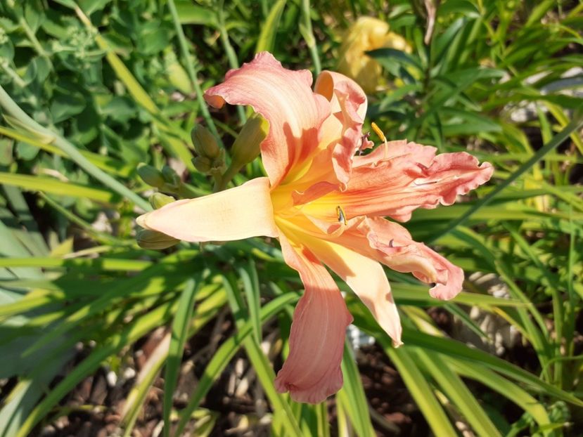 Double pompom - Hemerocallis 2021