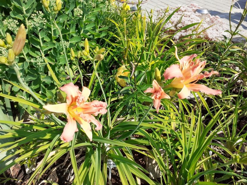 Double pompom - Hemerocallis 2021
