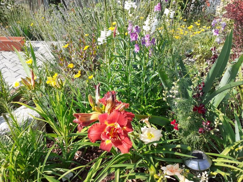  - Hemerocallis 2021