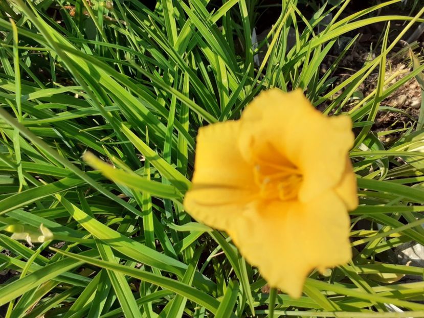 Stella D'Oro - Hemerocallis 2021