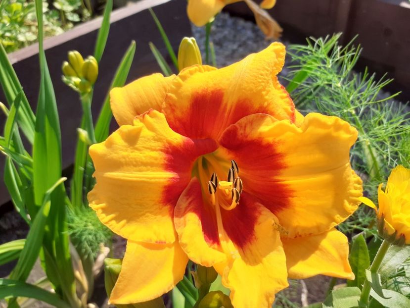 Love those eyes - Hemerocallis 2021