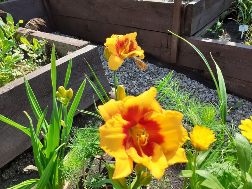  - Hemerocallis 2021