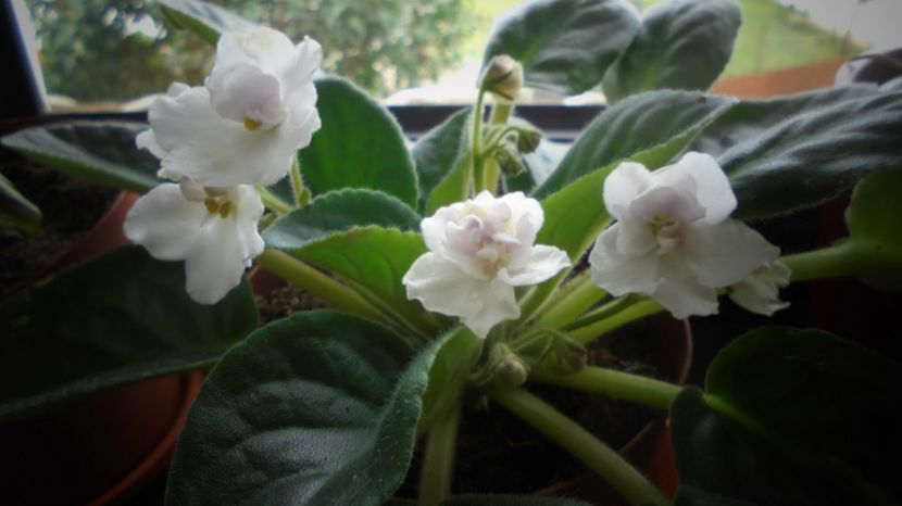 Salutari si multumiri! - Sclipiri 2021