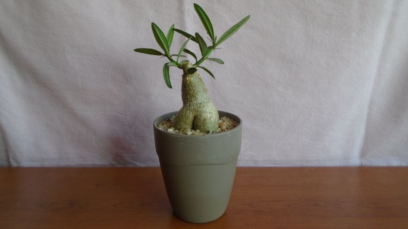 Pachypodium succulentum - Caudiciforme - pachycaule si bulboase 2021