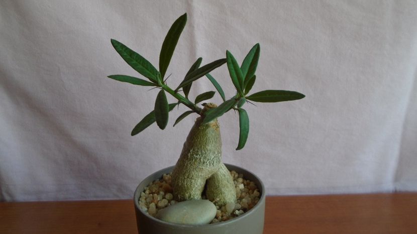 Pachypodium succulentum - Caudiciforme - pachycaule si bulboase 2021