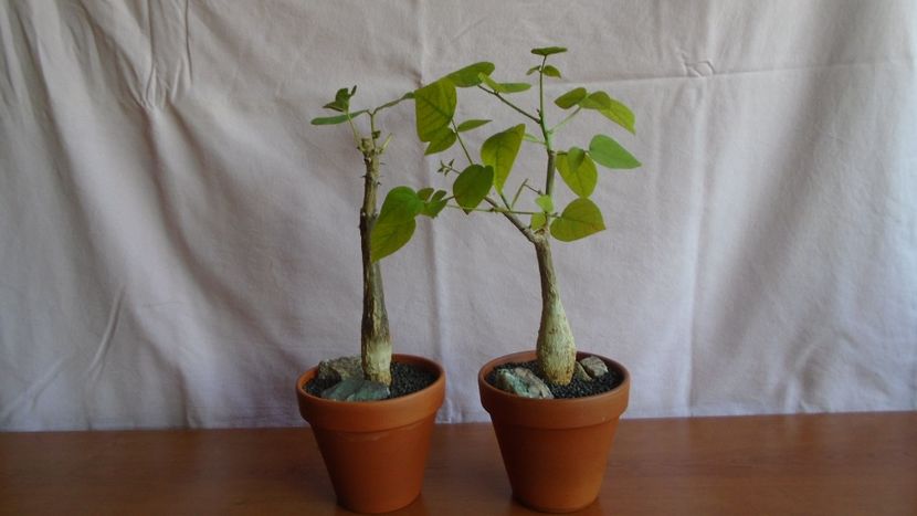 Erythrina lysistemon & Erythrina melanacantha - Caudiciforme - pachycaule si bulboase 2021