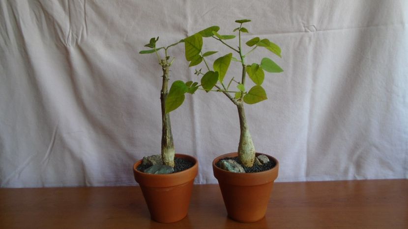 Erythrina lysistemon & Erythrina melanacantha - Caudiciforme - pachycaule si bulboase 2021