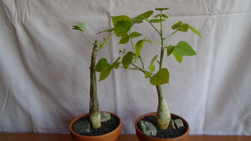 Erythrina lysistemon & Erythrina melanacantha - Caudiciforme - pachycaule si bulboase 2021